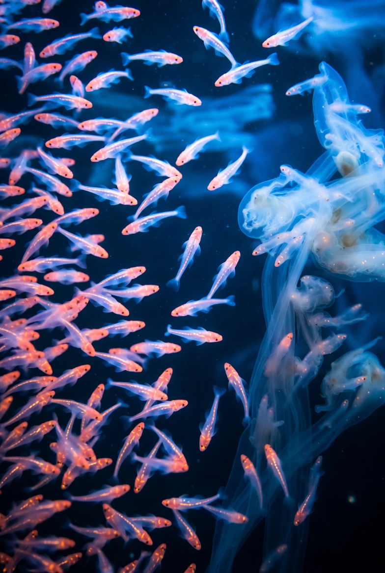 Antarctica's Low-Ice Era Is Changing the Ocean Food Chain — illustration 1