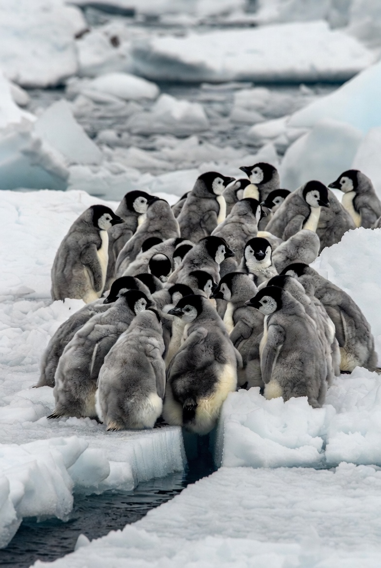 Antarctica's Low-Ice Era Is Changing the Ocean Food Chain — illustration 2